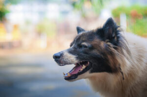 The Top Ten Most Dangerous Dog Breeds