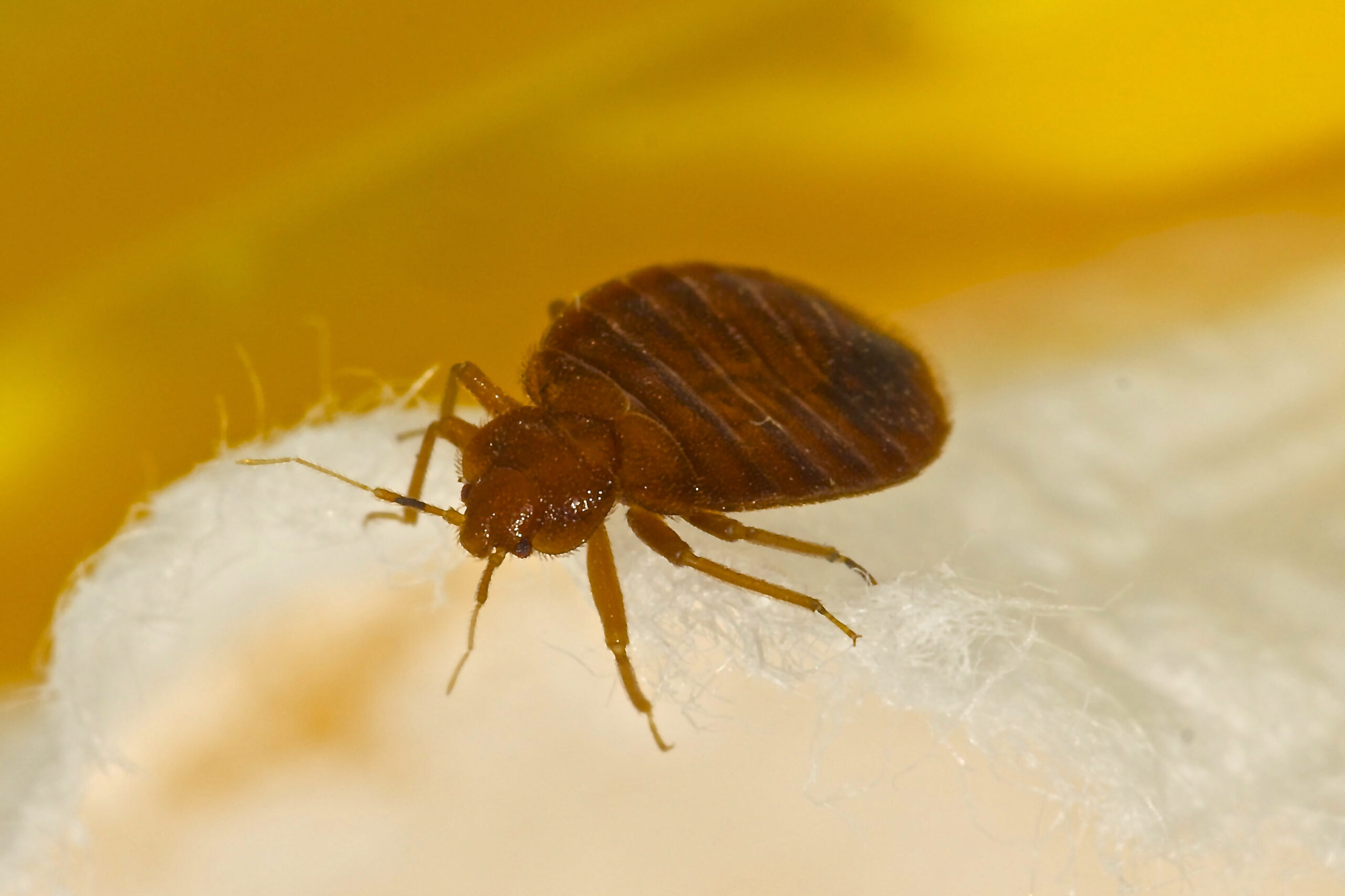 Bed Bugs and Negligence: Your Rights in Texas