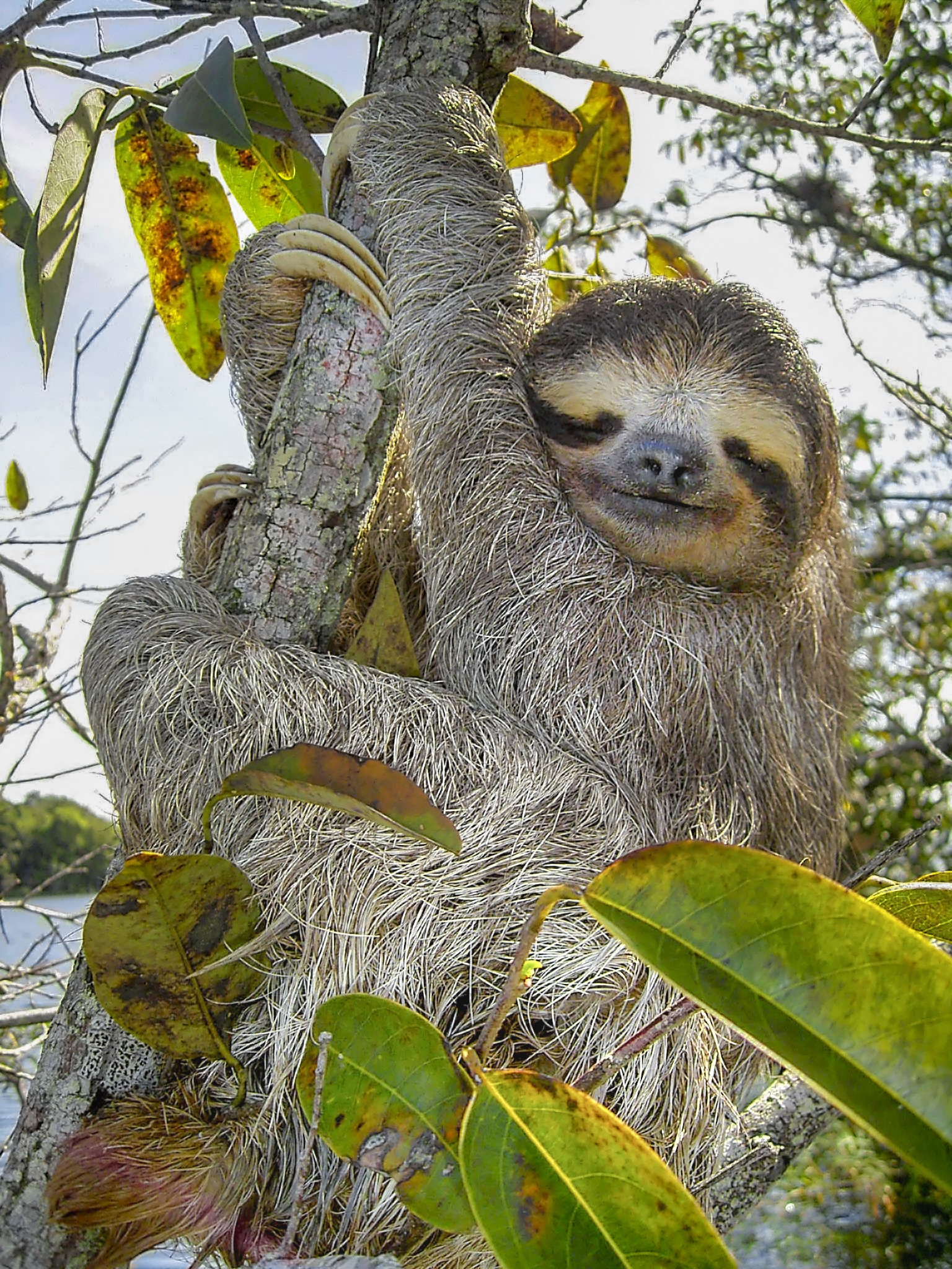 What You Need to Know About Sloth Ownership in Texas | Houston, TX |  Attorney Brian White Personal Injury Lawyers