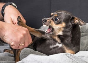 Dog Bites and Animal Attacks
