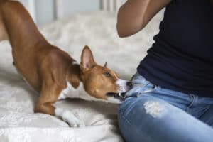 How Attorney Brian White Personal Injury Lawyers Can Help With Your Texas Dog Bite Injury Claim