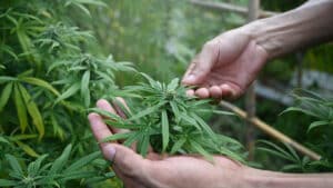 Texas Marijuana Laws – What You Need to Know
